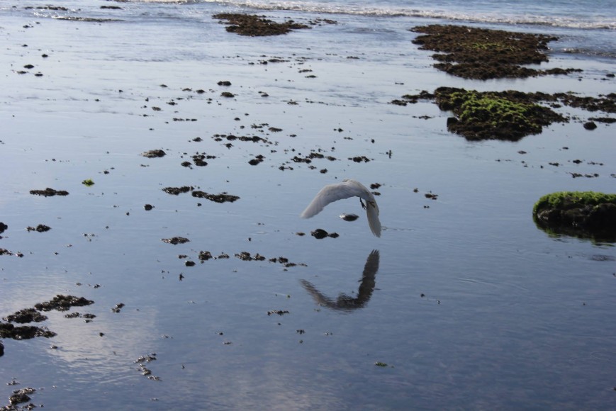 Osório - Indo. ph. Gonçalo Osório