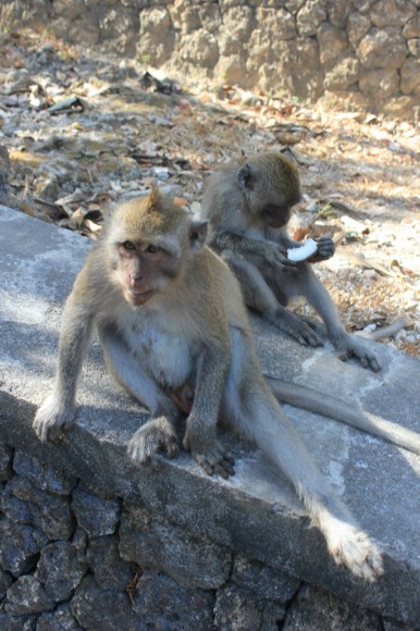 Osório - Indo. ph. Gonçalo Osório