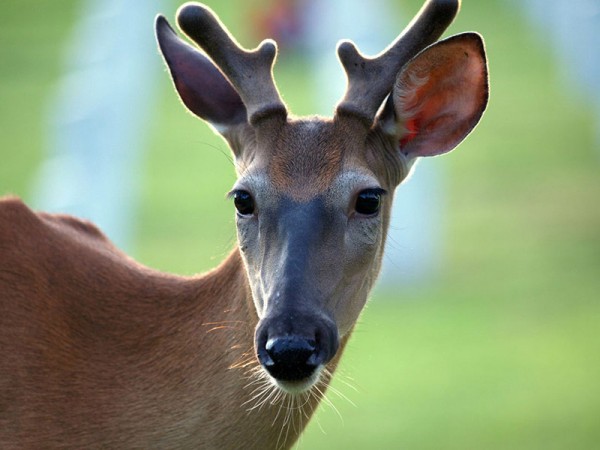 Tapada Nacional Mafra. - ph. Christina Rutz