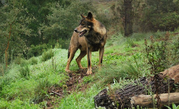 II Raid Lobo Ibérico. - oh. Raid Ibérico