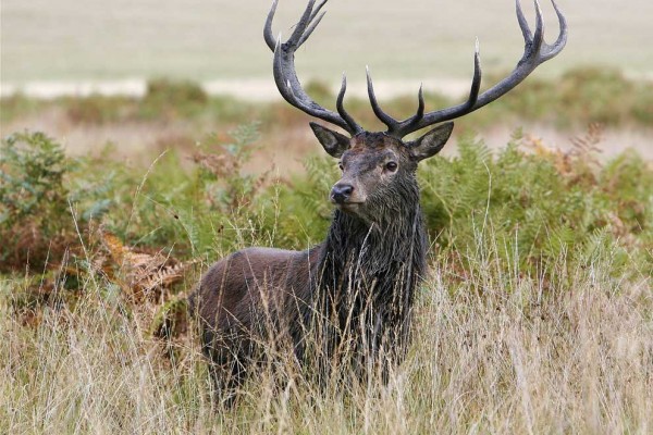 Veado. - ph. Stuart Bassil