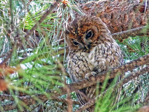 AmbiFalco. - ph. Nottsexminer