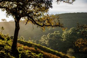 A Primavera pela sua lente