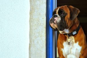Conheça Logan à janela